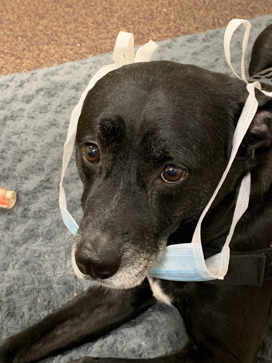 TherapyBo's tweet photo. As we begin to open Bullitt East back up, I’ve been asked to show you how to wear your mask. 
No
No
No
Yes!!!🐾 https://t.co/AbPPcuMShV