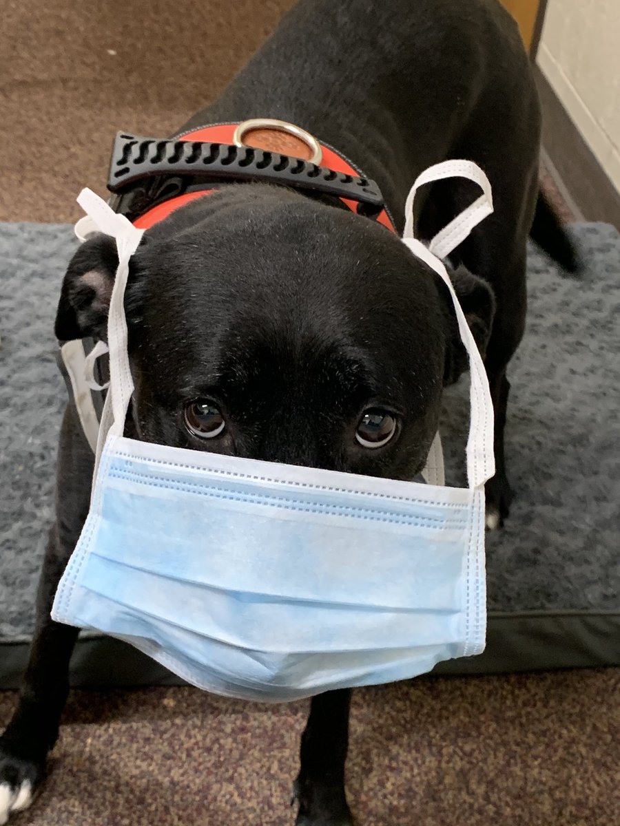 As we begin to open Bullitt East back up, I’ve been asked to show you how to wear your mask. 
No
No
No
Yes!!!🐾