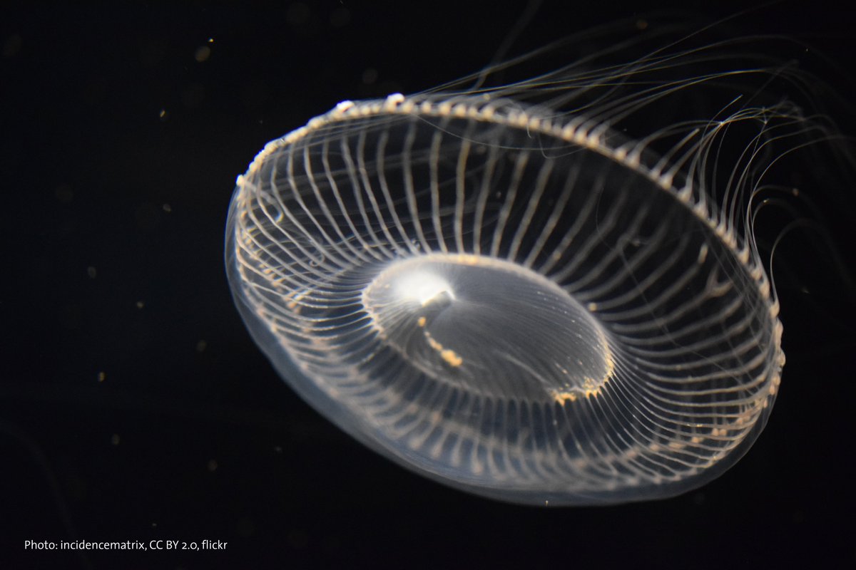Close-up shot of a crystal jelly swimming toward the viewer. It has a circular mushroom-like cap that is translucent. Its arms can be seen flowing in the background. It is glowing white against a black background.