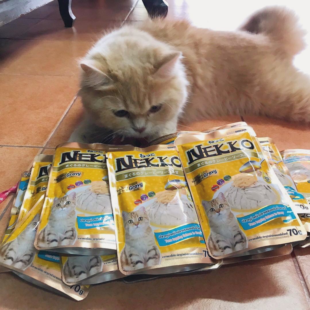 BySujitra's tweet photo. ขอแนะนำน้องชื่ออินเตอร์คะ เหตุผลที่เป็นทาสแมว น้องเป็นความสุขทุกเวลาที่เราเหนื่อย เวลาที่เราท้อ พอเราได้อยู่กับเขา เล่นกับเขา เขาทำให้เราลืมเรื่องแย่ๆไปทุกครั้งเลยคะ  
(ขอบอกว่าอาหารที่น้องชอบมากๆเวลาเห็นเราถือมา ถึ���กับวิ่งใส่เลยคะ)
#NekkoXBright #เที่ยวกับไบร์ทไปกับNekko https://t.co/Onabv092XJ