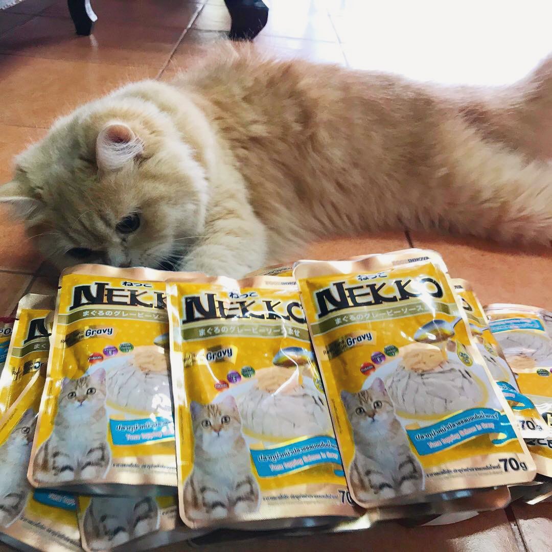 BySujitra's tweet photo. ขอแนะนำน้องชื่ออินเตอร์คะ เหตุผลที่เป็นทาสแมว น้องเป็นความสุขทุกเวลาที่เราเหนื่อย เวลาที่เราท้อ พอเราได้อยู่กับเขา เล่นกับเขา เขาทำให้เราลืมเรื่องแย่ๆไปทุกครั้งเลยคะ  
(ขอบอกว่าอาหารที่น้องชอบมากๆเวลาเห็นเราถือมา ถึ���กับวิ่งใส่เลยคะ)
#NekkoXBright #เที่ยวกับไบร์ทไปกับNekko https://t.co/Onabv092XJ