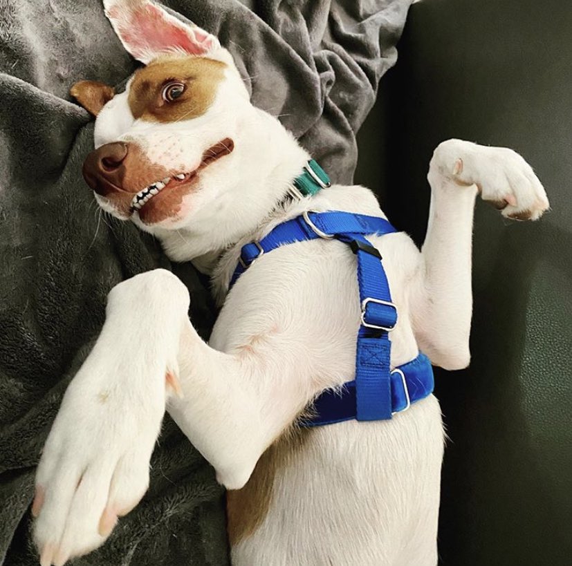 SeeSpotRescued's tweet photo. #FOSTER HOME NEEDED ASAP IN THE NORTHERN #NJ/ #NY AREA! Do you have dog experience &amp; some time on your hands? We provide the trainer, you provide consistency and a comfy couch for Jennifer to crash on 💗

Apply at https://t.co/TWDdOGd6P4 https://t.co/WOybjxvLcJ