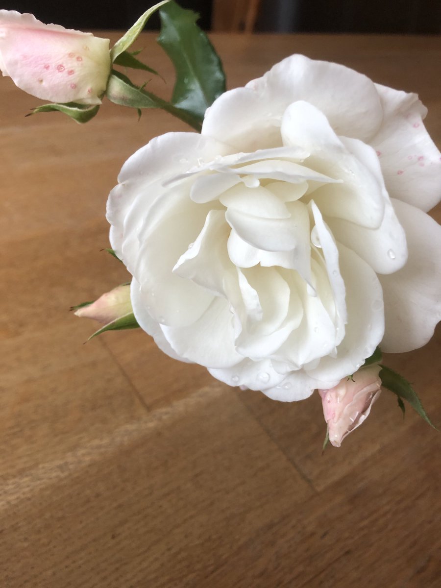 AlainDS2050's tweet image. Begin oktober... nog serieus mooie rozen in den hof!!! 👌🏼👍🏼💜 #plukeenroos 💜