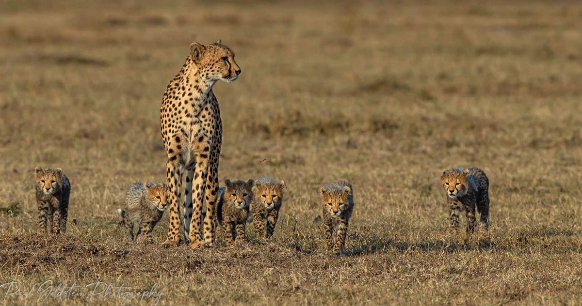 KichecheCamps's tweet photo. #SpotoftheWeek 'Three in one toilβ .' @KichecheCamps
https://t.co/P4gnu4NDHd
@maranorth @MaraNaboisho @oocmara https://t.co/TrZRNk2FVq
