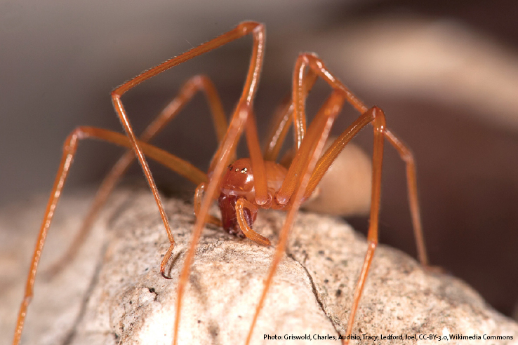 Close up head on shot of a Trogloraptor marchingtoni spider. It's an orange-brown color. It has eight long thin legs sprawling out from its body. If you look closely, you can see the sickle-like claw at the end of one of its legs. 