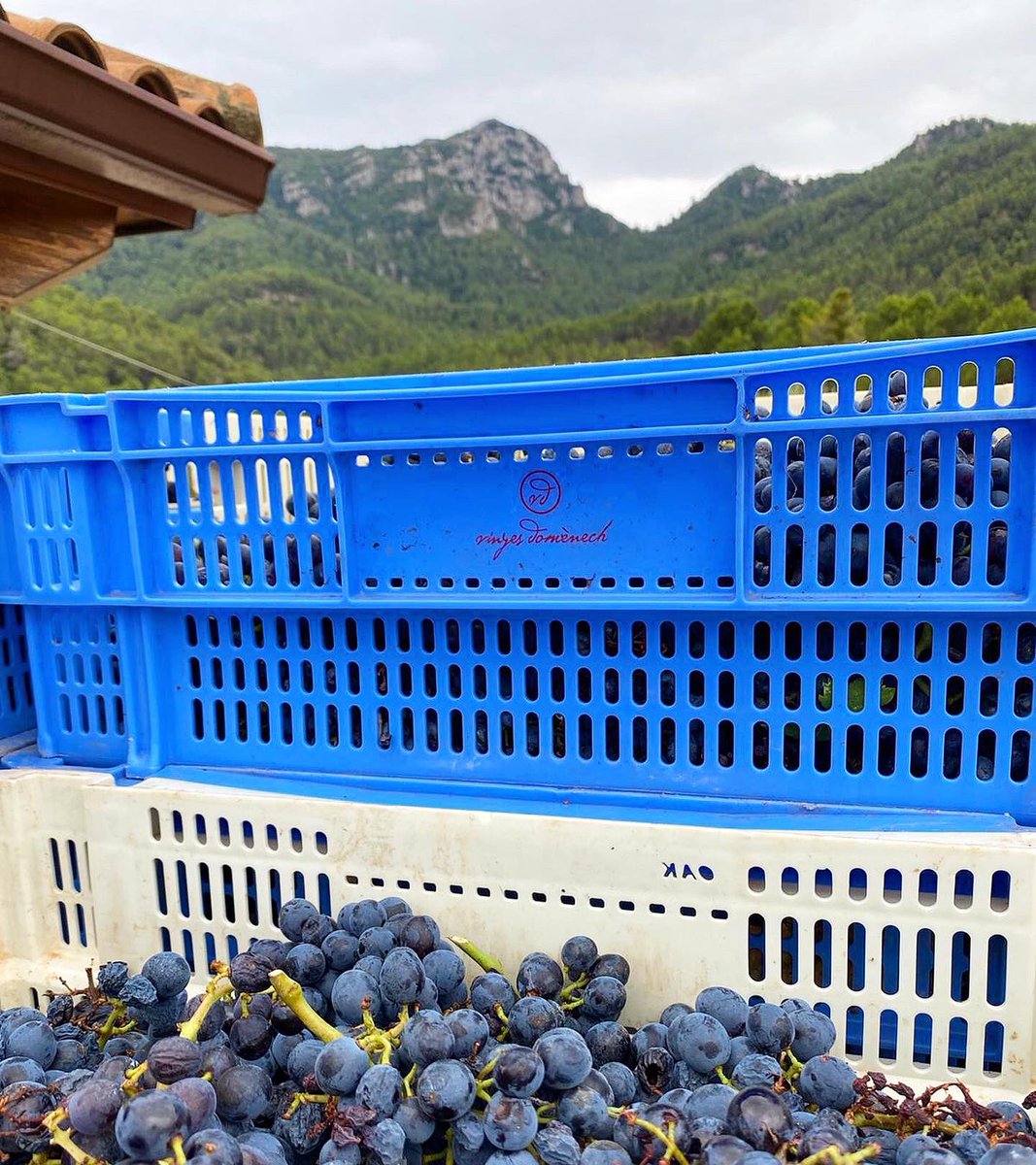 Acaba una etapa molt important del #cicle de la 🌱 #vinya, on recollim el seu #fruit després d’un any molt complicat.
.
Però el treball continua, la 🍃 #naturalesa és sabia i segueix lluitant per seguir cap endavant, i nosaltres amb ella.