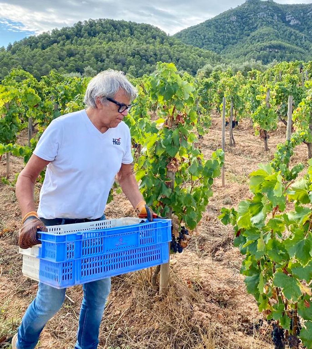 VinyesDomenech tweet media