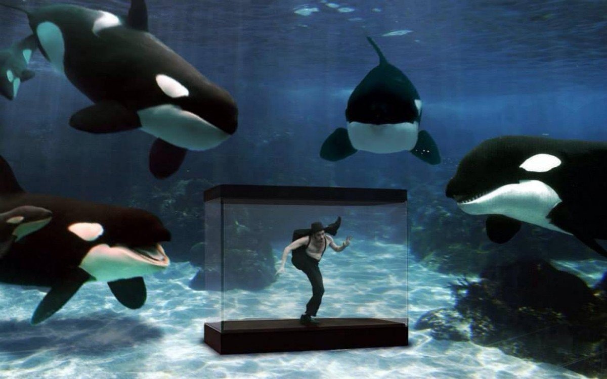 #FreeWhales #FreeDolphins #CloseDolphinariums