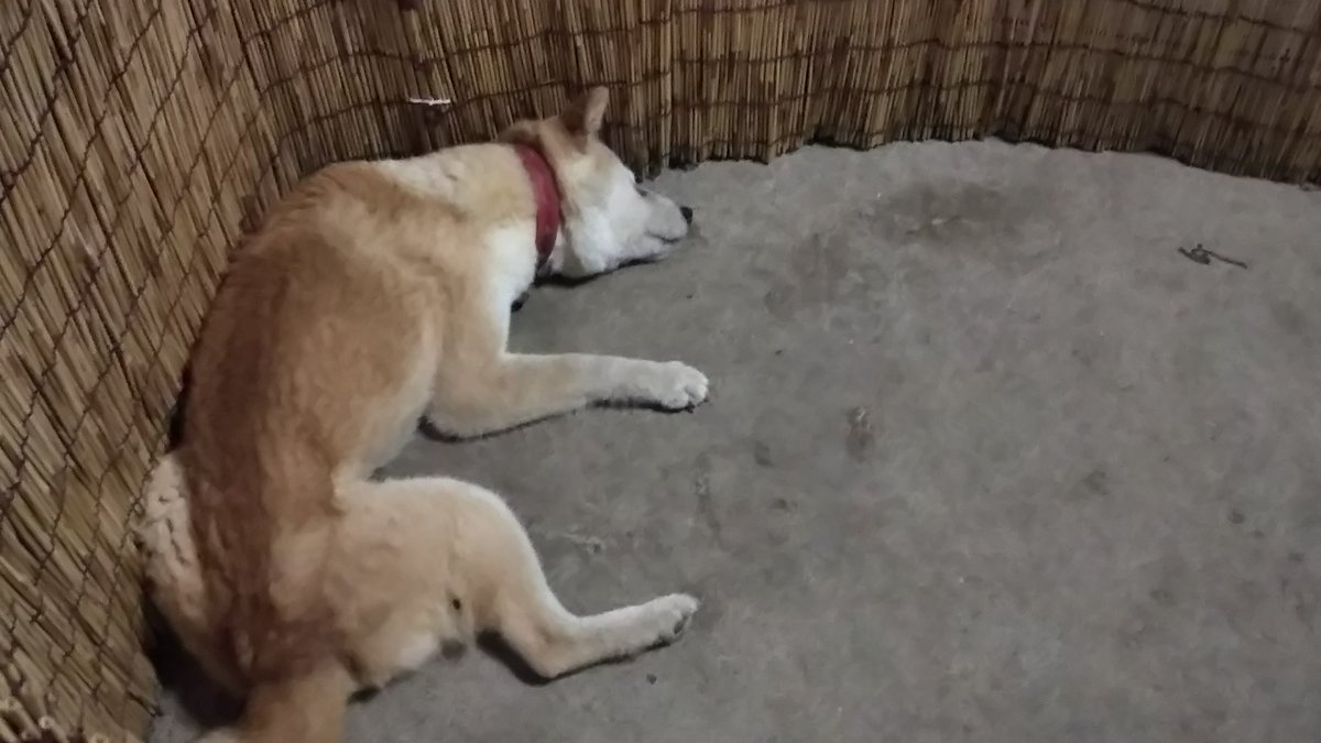 kmt_om's tweet image. 冬、越せるかな！