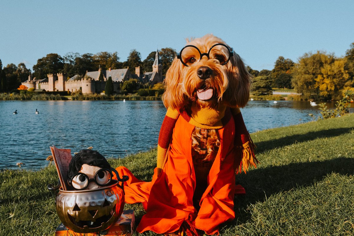 anounceofgrace's tweet photo. Dressing my dog up as Harry Potter is  the most fun I’ve had in a long time 😂🧙‍♂️ https://t.co/E45IfucaGX