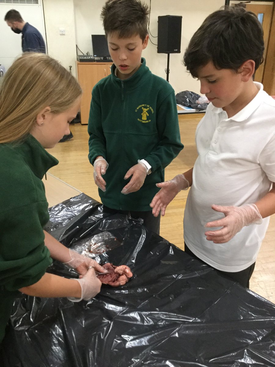 St Margaret’s CE Primary School (@stmargaretsbn2) on Twitter photo We were delighted to welcome <a href="/LonghillSchool/">Longhill High School</a> Science Dept in today to help our Y6's dissecting Ox and Lamb hearts!! #handsonscience #schoolsworkingtogether We were delighted to welcome <a href="/LonghillSchool/">Longhill High School</a> Science Dept in today to help our Y6's dissecting Ox and Lamb hearts!! #handsonscience #schoolsworkingtogether