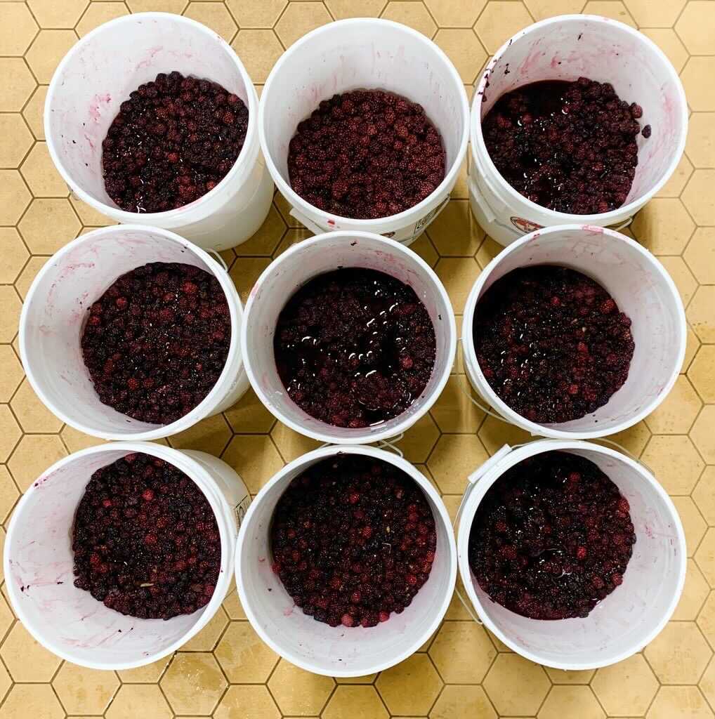 Blackberries from Kings Berries in Ridgely, MD, English Lavender buds from Lavender Fields at Warrington Manor in Milton, DE! Wow! Just a few delicious and locally sourced ingredients featured in <a href="/dogfishbeer/">Dogfish Head Brewery</a>'s version of "I Remember My First Check-In"! Who's excited? ✋