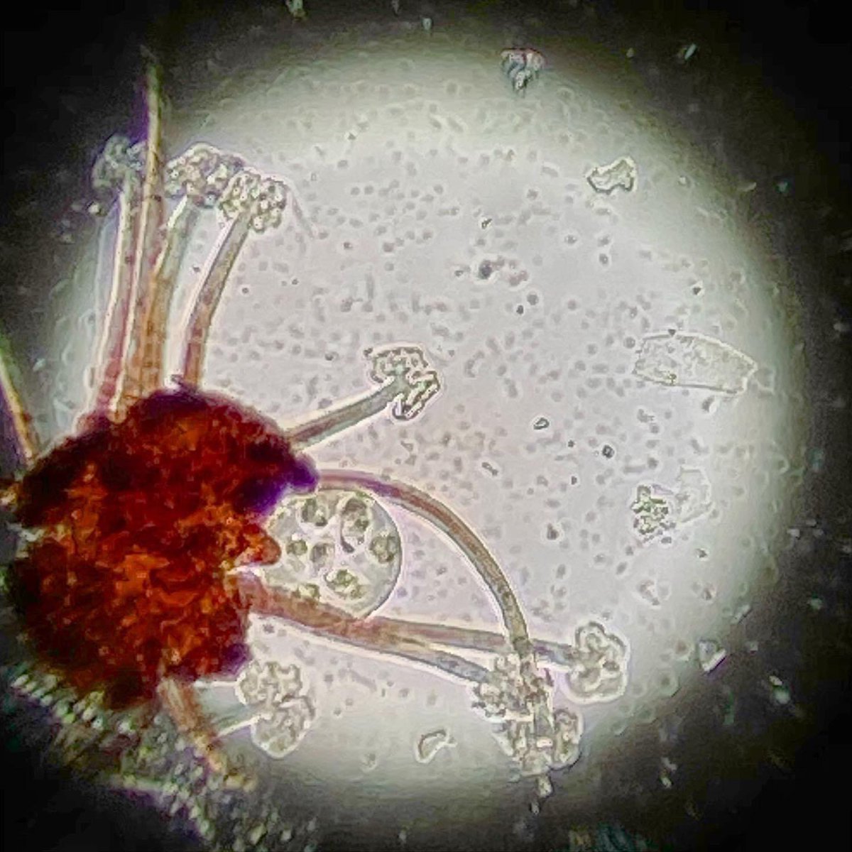 Podosphaera, powdery mildew chasmothecium (brown round structure) with the ascus holding eight ascospores squeezed out (hyaline circular structure). The “feet” of the appendages also visible at 200x magnification.

instagram.com/tsuelter
