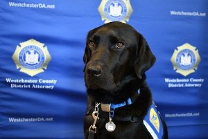 WestchesterDA's tweet photo. We are so excited to introduce our new staff member! Lewis, a facility dog trained by Canine Companions
@ccicanine He will be a calming pressence for victims and witnesses of crime who are involved in the criminal justice process. #DAdog https://t.co/2Nxx9PiXBe https://t.co/6iTHHRYlIN