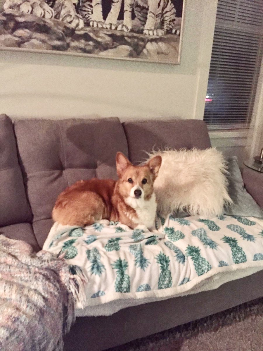 dianska1's tweet photo. @ASECSOffice This is Abby Normal the corgi https://t.co/ga3spsTFmZ