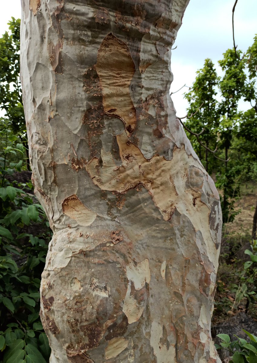 drmanishranchi's tweet photo. #wildtree
Sterculia urens
Gum karaya https://t.co/AHSeQ4cISy