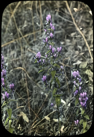 HighlandParkHis's tweet photo. #fridayflowers Bottle Gentian : one of the late-blooming  Illinois prairie flowers.  Photographed by Jesse Lowe Smith in the early 20th  century and hand-colored.  https://t.co/jLe53mIWur https://t.co/kprl1ncV6C