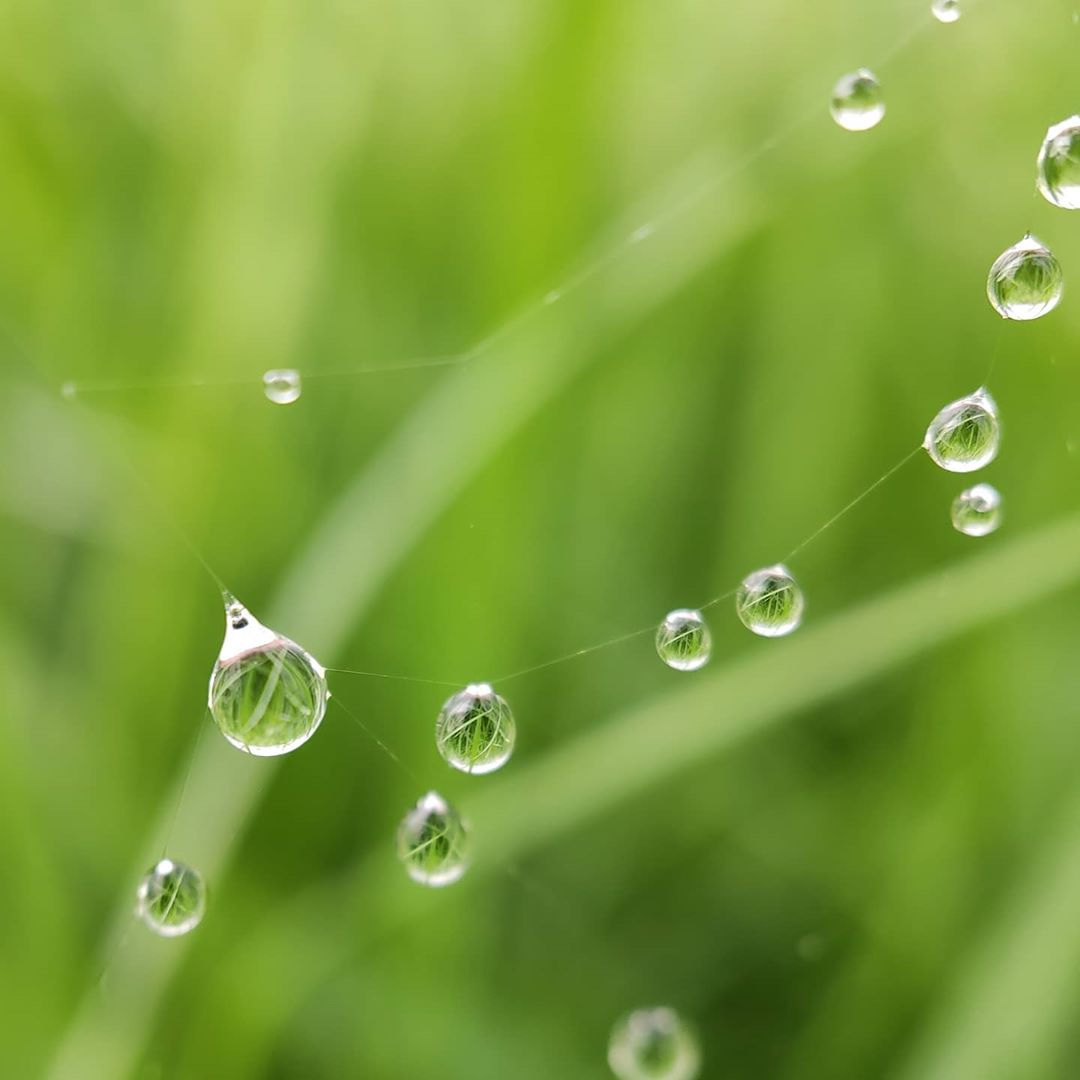 wearepixter's tweet image. 🌱💧🕸️⁠
⁠
📷 Magnifique prise par @viic_to et son #PixterMacroPro⁠
⁠
⁠pixter.co/products/macro…