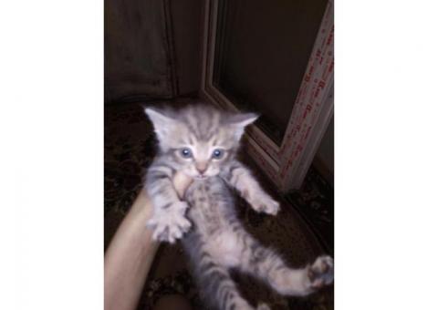 CatADS_ru's tweet photo. Кошка. Маленькая, ласковая, хорошенькая, отдам в хорошие, добрые руки.  https://t.co/alYtPz31HV 
#кошка https://t.co/100x9WCx6E