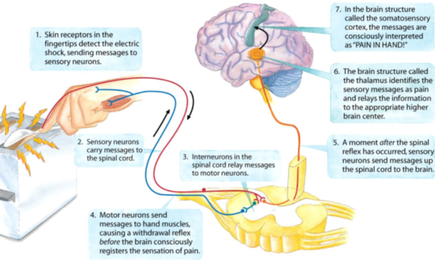 WARNING!!! 
Please DO NOT ever put a metal utensil in your toaster, but please DO learn about neurons and the neural chain. Thank you. 🧠