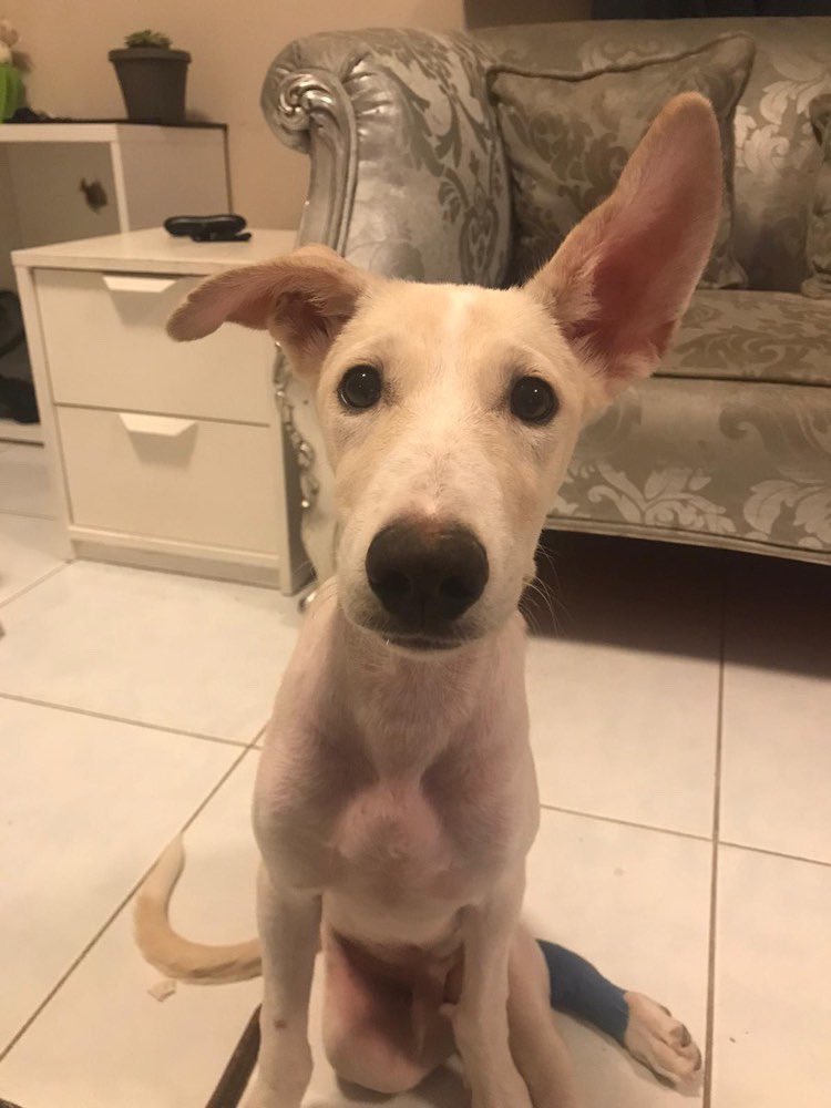 This is Victor. At just 5 months old, all he knows is a life of abuse. He’s sustained damage to his sciatic nerve and is unable to walk. He is safe now, but needs to be transported for proper care. You can give Victor the life he deserves below. 13/10

gf.me/u/y2k36f