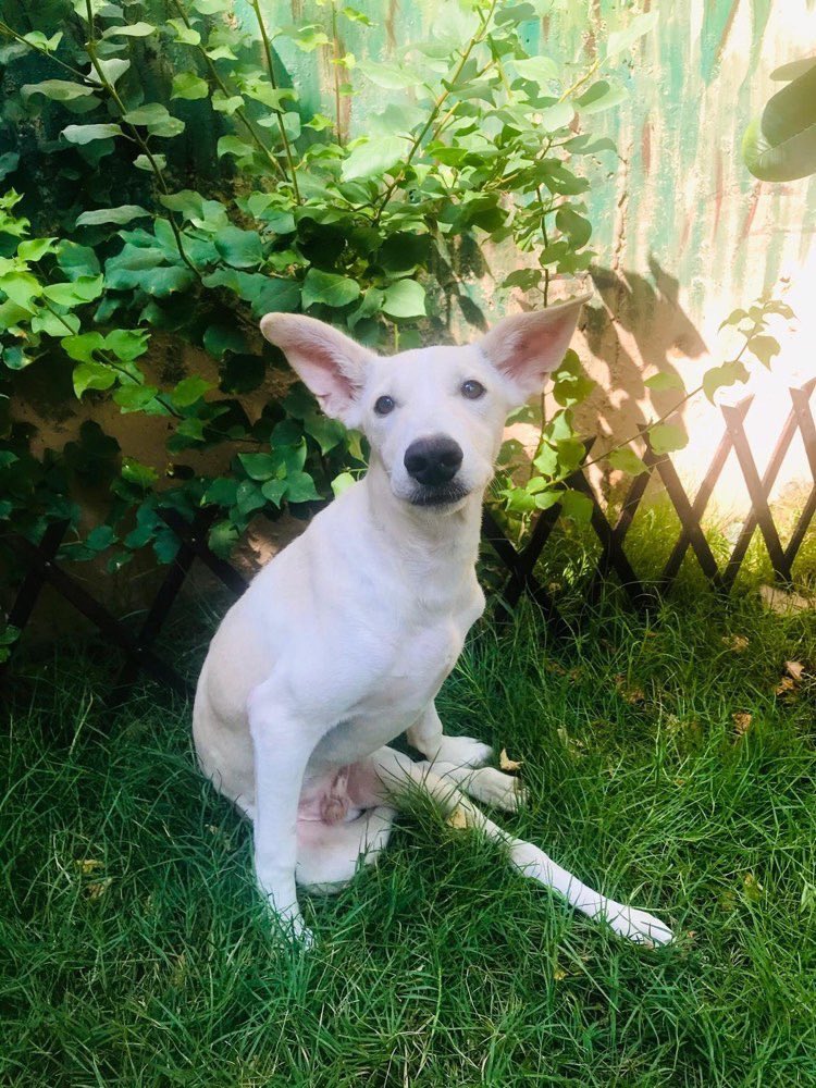 dog_rates's tweet photo. This is Victor. At just 5 months old, all he knows is a life of abuse. He’s sustained damage to his sciatic nerve and is unable to walk. He is safe now, but needs to be transported for proper care. You can give Victor the life he deserves below. 13/10

https://t.co/mFRs0Zlxzn https://t.co/dudshf0dUj