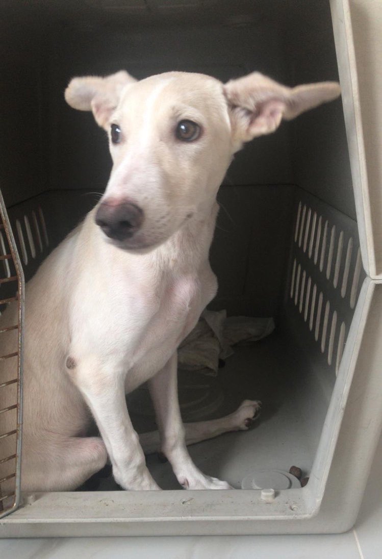 dog_rates's tweet photo. This is Victor. At just 5 months old, all he knows is a life of abuse. He’s sustained damage to his sciatic nerve and is unable to walk. He is safe now, but needs to be transported for proper care. You can give Victor the life he deserves below. 13/10

https://t.co/mFRs0Zlxzn https://t.co/dudshf0dUj
