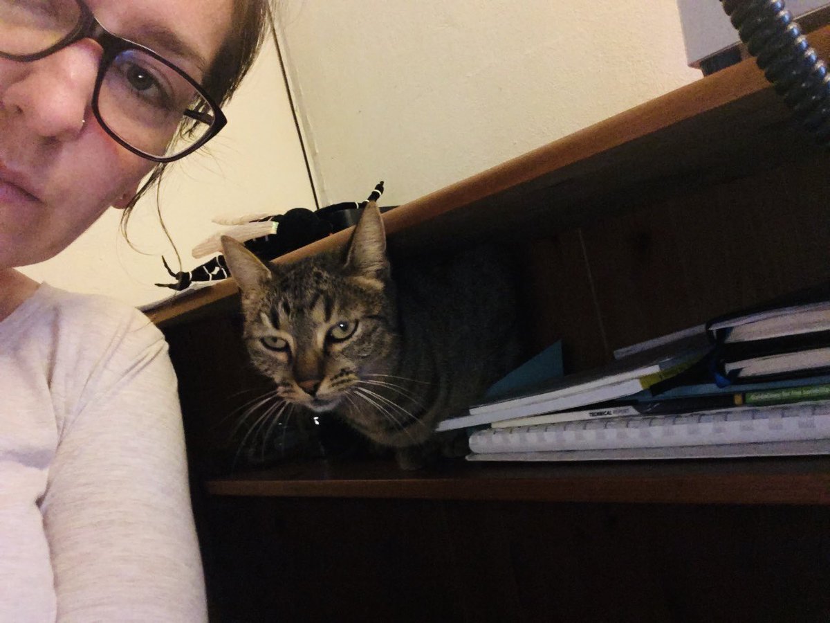 KorneliaKurucz's tweet photo. “Do you need some assistant? Let me help to check your sticks, I can count eggs, really” 🔬😸🤷♀️ #homeoffice #homelab #AIMsurv #ovitrap https://t.co/0fTBbstcIX
