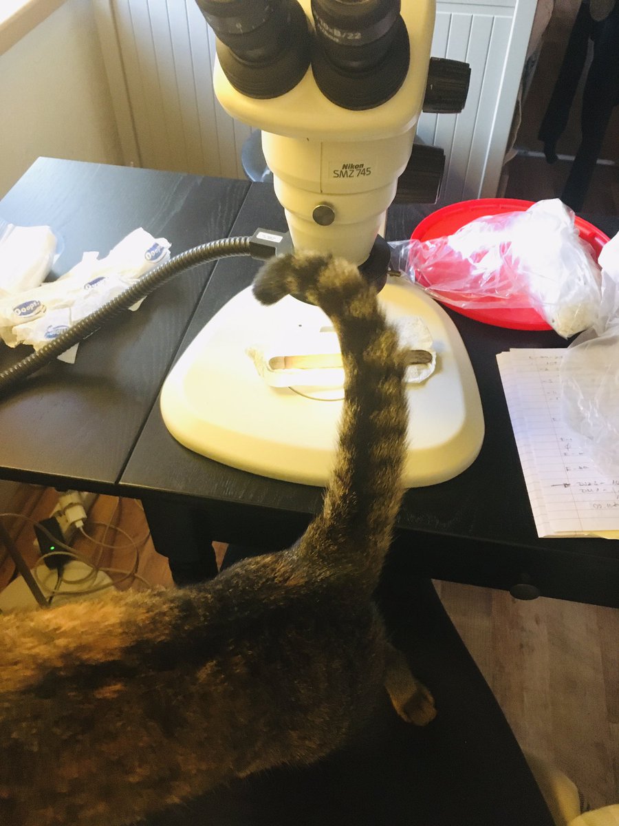 KorneliaKurucz's tweet photo. “Do you need some assistant? Let me help to check your sticks, I can count eggs, really” 🔬😸🤷♀️ #homeoffice #homelab #AIMsurv #ovitrap https://t.co/0fTBbstcIX