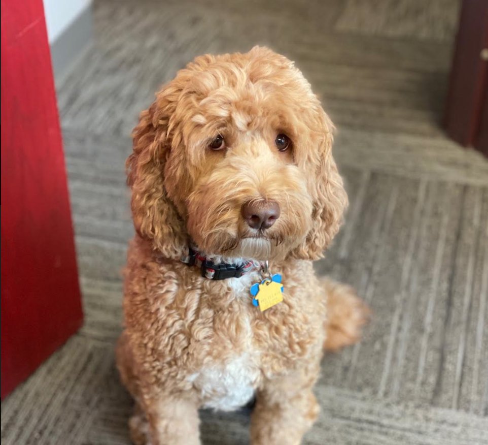 GBM_Law's tweet photo. Frankie's Friday mood. Hit that "like" button if you've registered to vote! If you haven't, do it today! Ohio's online voter registration deadline is October 5th. #vote #ohiodogs #frankiefriday #protectingohio #aussiedoodle https://t.co/WPctl19079