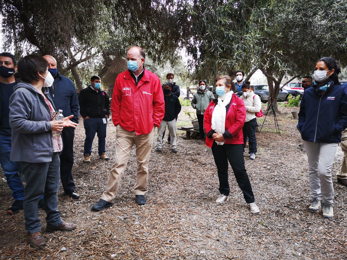 INDAPAtacama's tweet photo. Agricultora Daisy Rojas Marín, Presidenta de CAR d @INDAP_Chile en #Atacama recibe a Ministro @antoniowalkerp en su huerto #OlivosCentenarios #huascobajo Participan Gob @NellyGaleb Seremi @PatricioArayaV1 DR. @INDAPAtacama @MarielaHerrer_ junto a DR del agro SAG CONAF CNR https://t.co/9N8NzX3zMU
