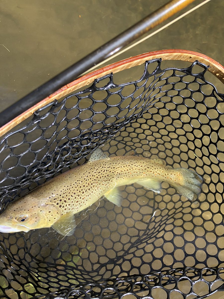 mb_tolbert's tweet photo. @fishwest Brownie on a zebra midge on the #SoqueRiver NE GA #keepemwet https://t.co/gxawz5kOoD