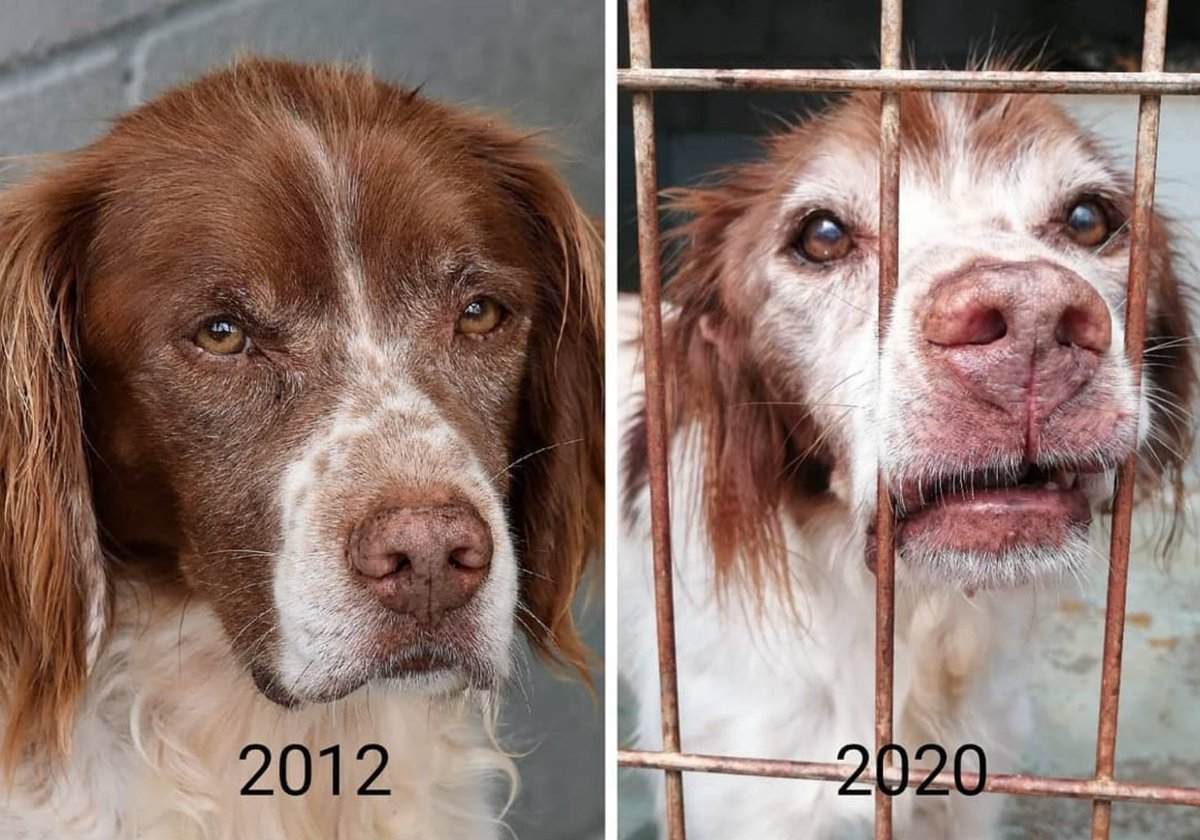 BASabadell's tweet photo. Kimbo és un preciós iaiet de 10 anys que porta 8 al @caadmaresme esperant una segona oportunitat
És la viva imatge d'un capritx que un dia va ser abandonat i mai ningú es va fixar en ell.

¿No mereix acabar els seus dies en una casa?

Ajuda'l. Difon.
https://t.co/1yZVtZAkPF https://t.co/d4VyxXDMqa