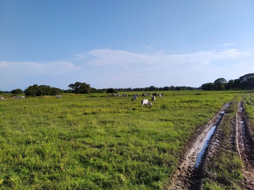 MariaJRami's tweet photo. Nos une 🇻🇪🇨🇴
Un mismo llano 🌄
Una misma pasión 
Un mismo joropo al ritmo del bordón 🐂🐴
#SinFronteras 🤠 
#Joropoparaelmundo #VenezuelayColombia un mismo llano 🌄 https://t.co/Rg8upajmxw