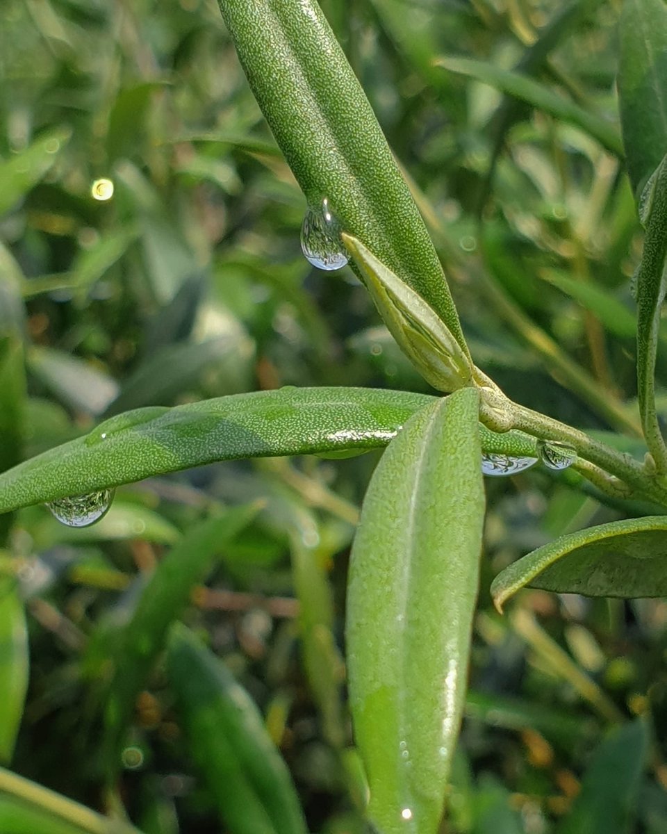 serviplant's tweet photo. Seguimos con la produccion de olivos! Diferentes variedades y formatos este nuestro vivero en Portugal! Olivos y almendros #Olive #almond #agricultura https://t.co/4FvgTbGsvn