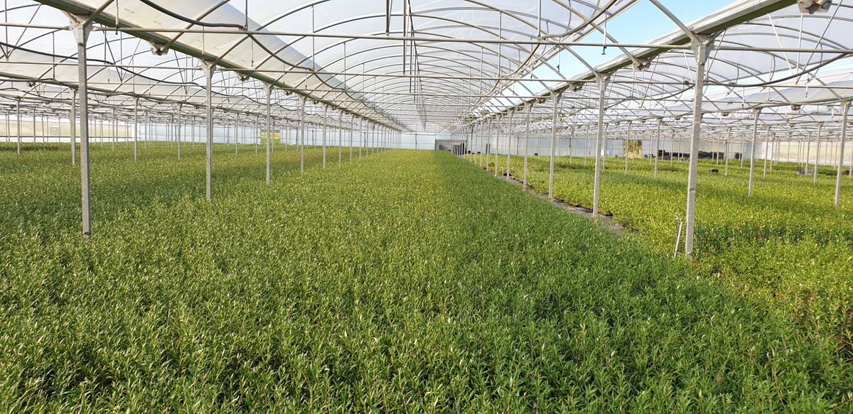 serviplant's tweet photo. Seguimos con la produccion de olivos! Diferentes variedades y formatos este nuestro vivero en Portugal! Olivos y almendros #Olive #almond #agricultura https://t.co/4FvgTbGsvn