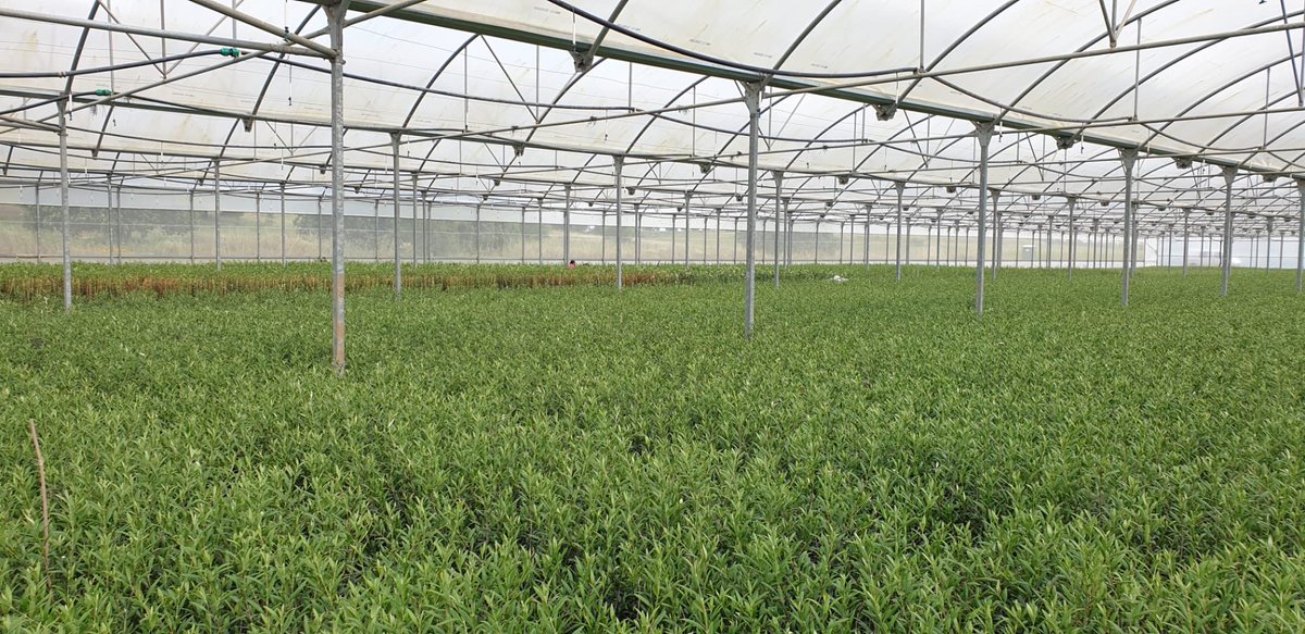 serviplant's tweet photo. Seguimos con la produccion de olivos! Diferentes variedades y formatos este nuestro vivero en Portugal! Olivos y almendros #Olive #almond #agricultura https://t.co/4FvgTbGsvn