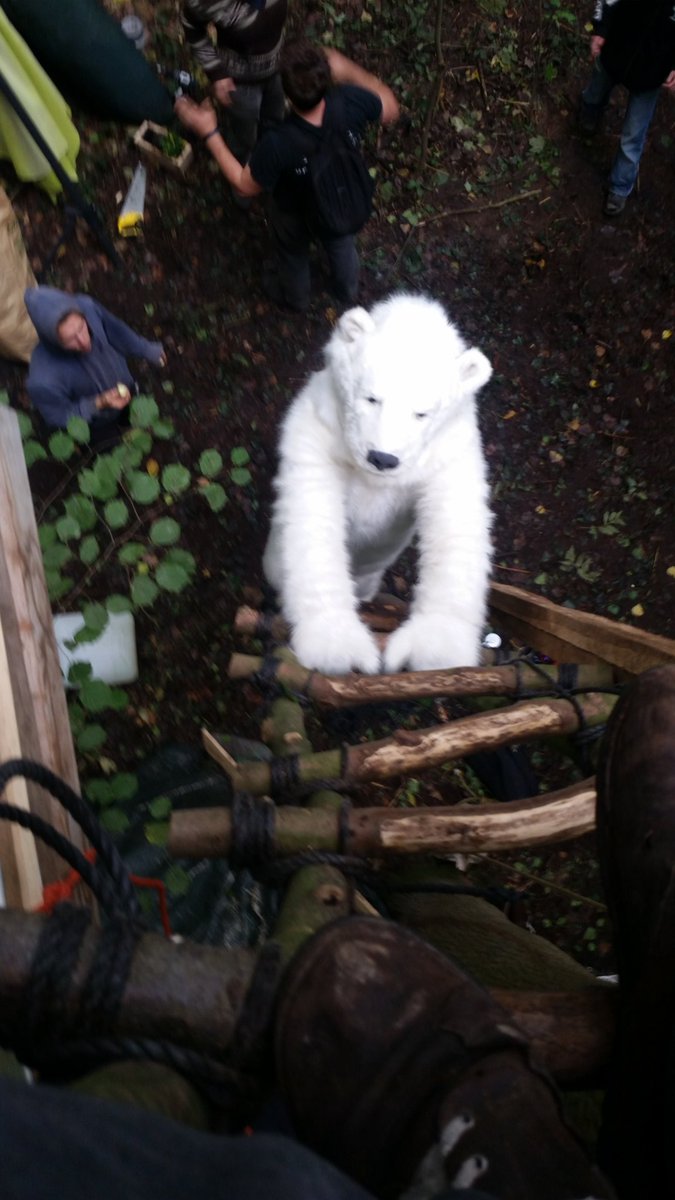 Bei der #Klimakrise gehts schon lang nicht mehr um #Eisbären sondern um die Frage wie unsere Gesellschaft strukturiert ist. Deswegen wollen wir in #UnserAllerWald über Alternativen diskutieren und sie erproben. Nicht damit alle in Baumhäusern leben, sondern Natur keine Ware wird.