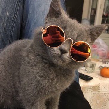 Harry Styles as cats a long but very much needed thread :)