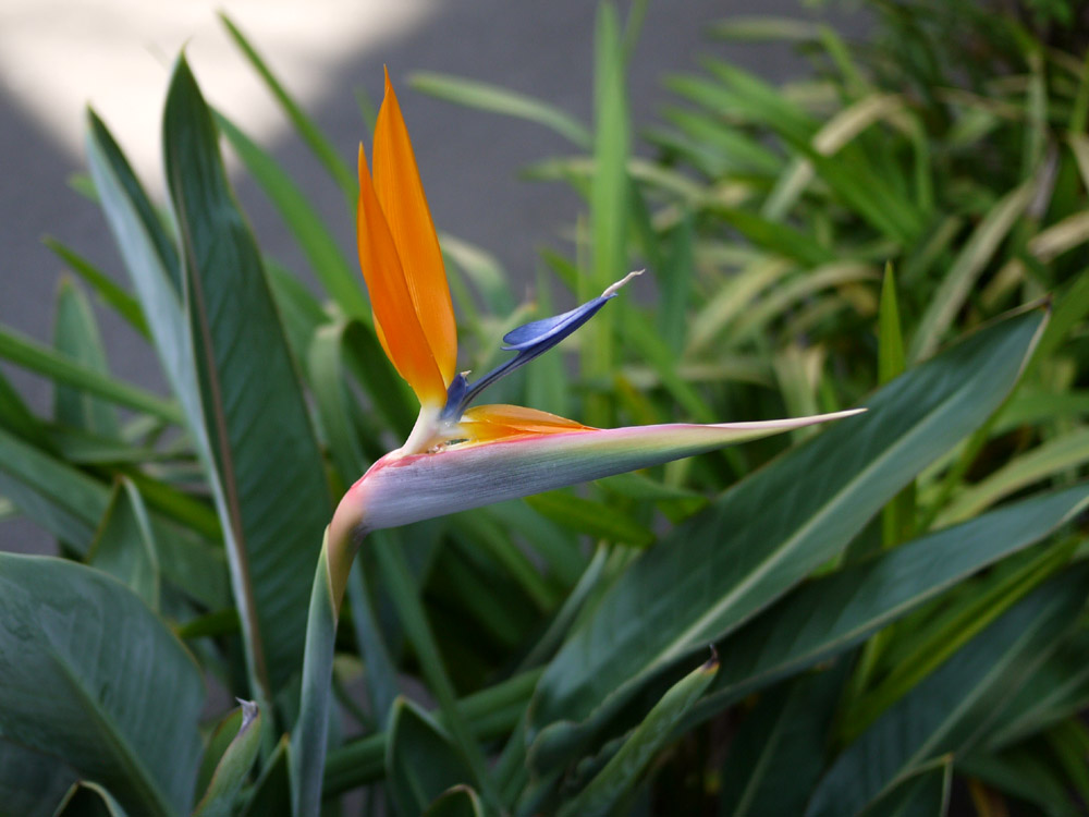 極楽鳥花