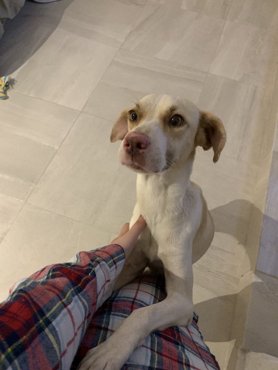 cristiibarra4's tweet photo. Decidí llamarla Mia! Mientras sigue buscando un hogar, no puedo describir lo bien que se porta🤩💕 Sigan ayudando a compartir!!🙏🏼 https://t.co/WN2tPrYsU3