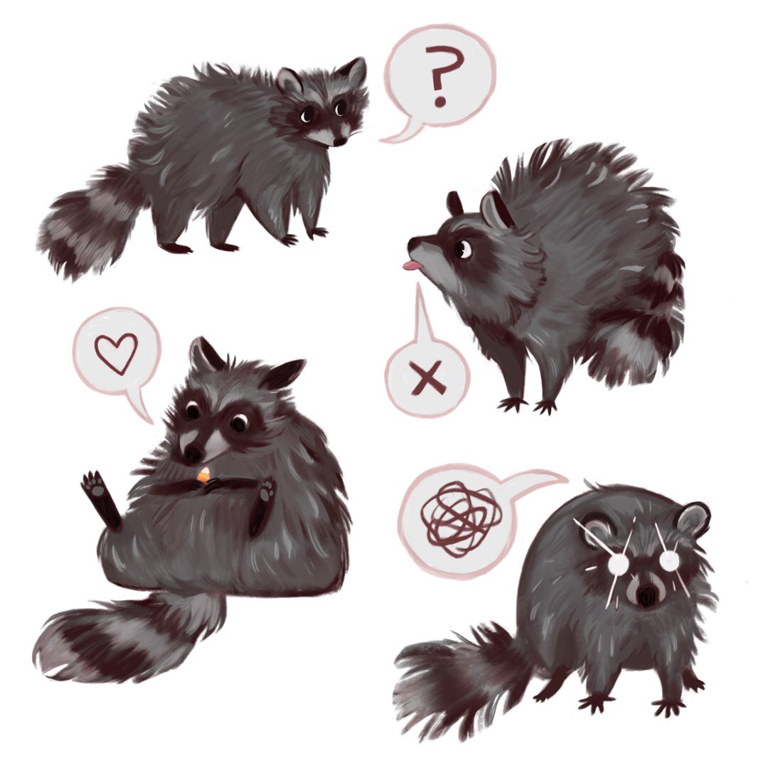 #RaccoonAppreciationDay but make it more chaotic each time 