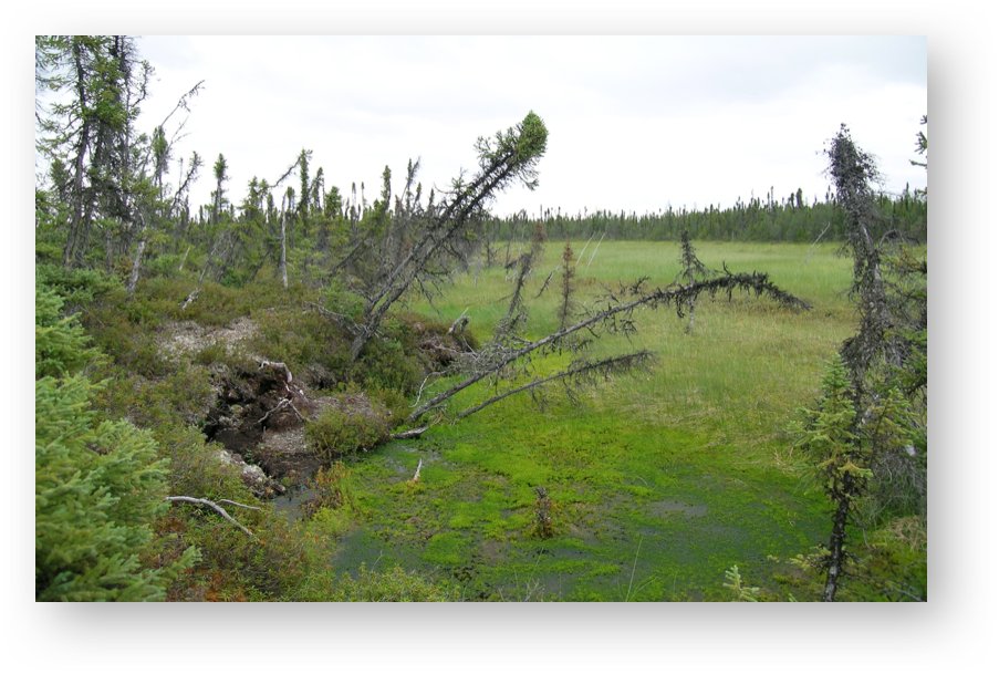 Permafrost thaw in peatlands causes the ground to collapse. The change in wetness & vegetation is easily detected in air photos & now from satellites. Recognizing patterns in these natural systems has taught us many lessons w/ more to come. Hope you enjoyed this thread! 12/12