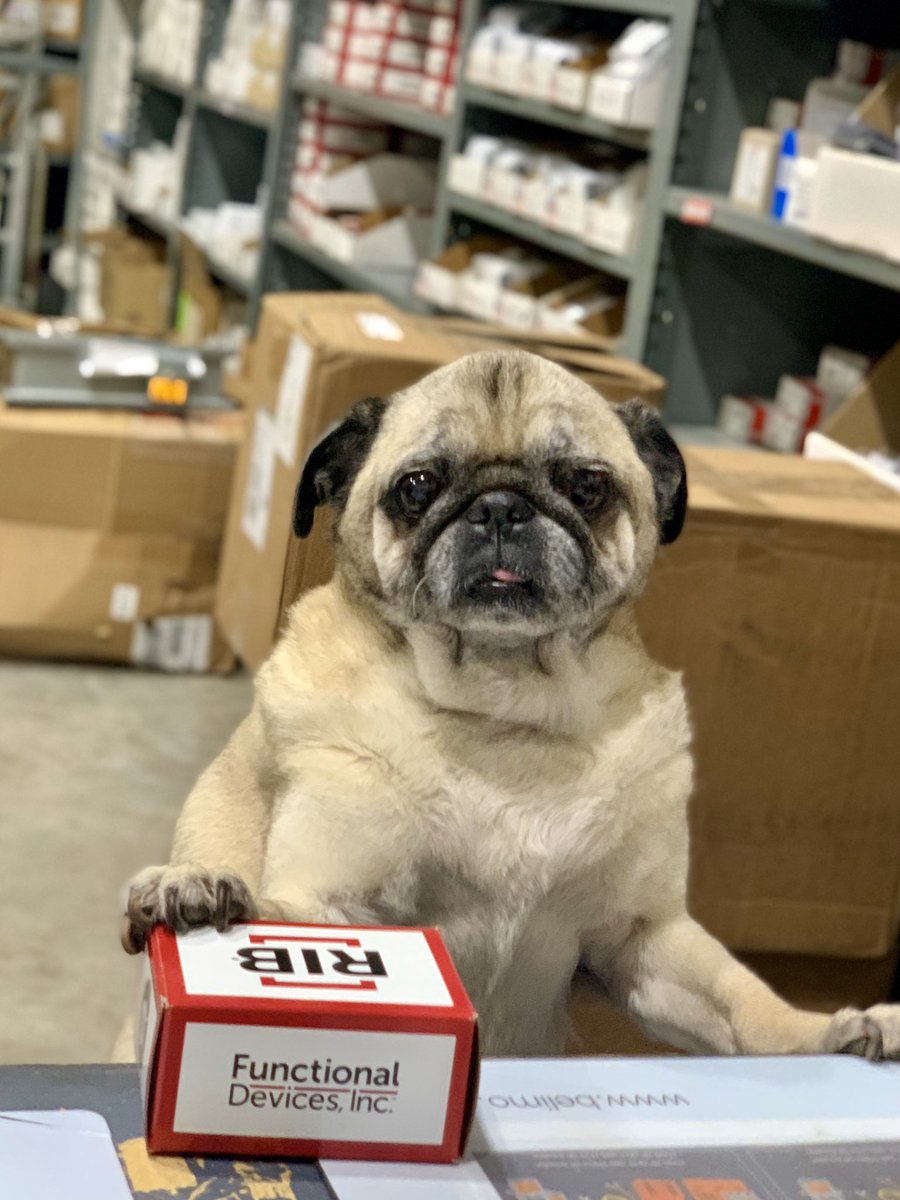 “I’ll take a RIB”!  @RelayinBox  #PugFridays #counterpickup