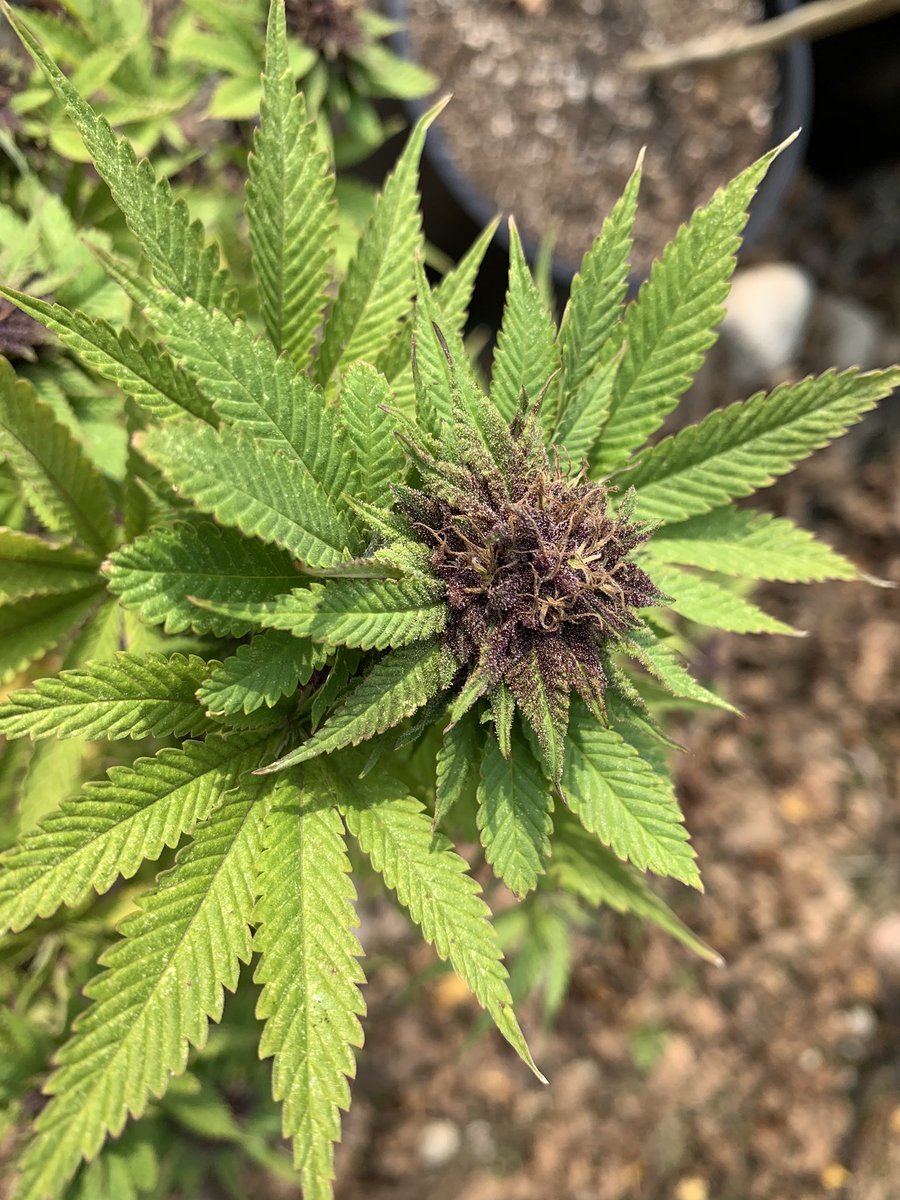 UptownGrowLab's tweet photo. #croptober begins! Round em up, cut em down.... #cannabismedicine #purple #colorofroyalty #ugl4life https://t.co/D0scgTAAxy