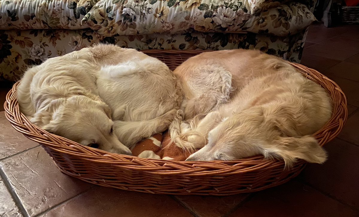 SuperZoeGolden's tweet photo. Con due #cucce in #vimini a disposizione, perché mai non stare nella stessa durante una giornata piovosa 😉 #Zoe e #Daisy #vitaDaSorelle https://t.co/8lv1bPPQWQ