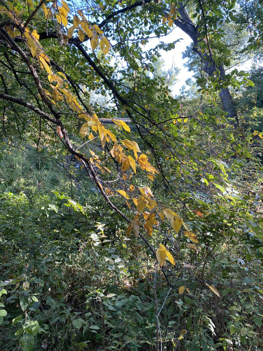 HomesteadNHP's tweet photo. The trees at #HomesteadNM are just beginning to show the vibrancy #Autumn. #FindYourPark #Nebraska #Beatrice https://t.co/QVnZ8yuivs