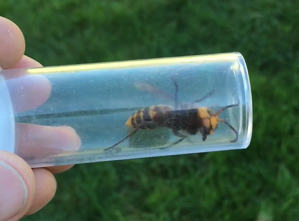 WAinvasives's tweet photo. The @WSDAgov has captured a live Asian giant hornet. If you see an #Asiangianthornet or have seen evidence of a #bee hive attack, please report it! Visit https://t.co/DVf4r8DjFw to learn more and report sightings. #WAInvasives #SeeSomethingSaySomething #Invasive #InvasiveSpecies https://t.co/lCncMX34MV