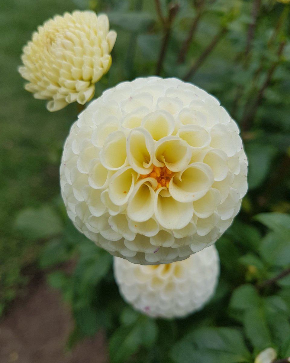 shannonwc's tweet image. Strolling through Halifax Public Garden's to share a moment with these Tiny Treasures. #flowers #tinytreasure
