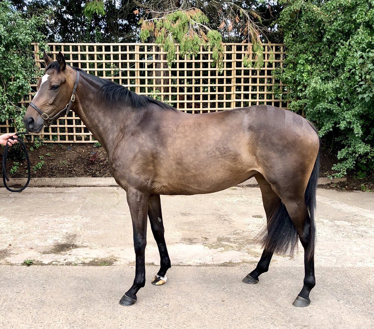 HotToTrotRacing's tweet photo. Introducing another new addition to #HotToTrotJumping...
๐ LAST OF A LEGEND ๐
3 year old filly by the wonderful #MidnightLegend, out of the Listed winning Blue Buttons. She is in training with @HarryFryRacing1, who also trained the dam. Hopefully one for junior bumpers ๐ค๐ป https://t.co/YO8I13ZKzU